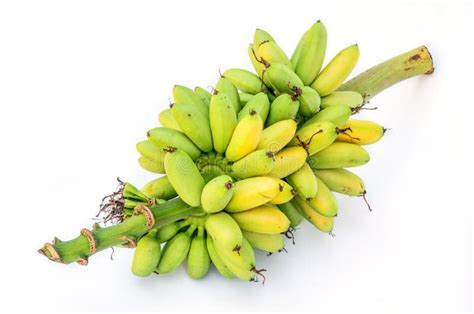 成熟pisang Mas香蕉或芭蕉科：kluai Khai，著名小金黄 库存照片 图片 包括有 节食 新鲜 51978792