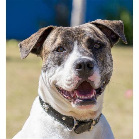 Chandler Medium Male American Bulldog X English Staffordshire Bull