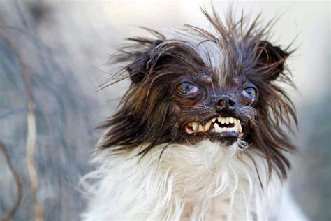 世界で最も醜い犬、「ピーナッツ」くんの顔・・・ ポッカキット