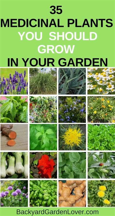 35 Easy To Grow Medicinal Plants To Make Your Own Herbal Remedies