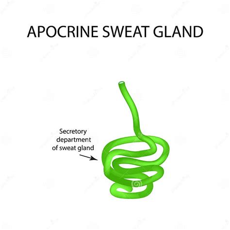 Structure Apocrine Sweat Gland Infographics Stock Vector