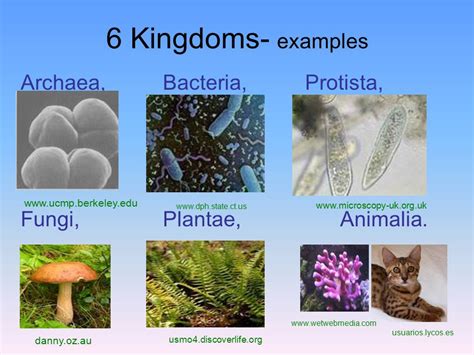 Archaea Examples Kingdom