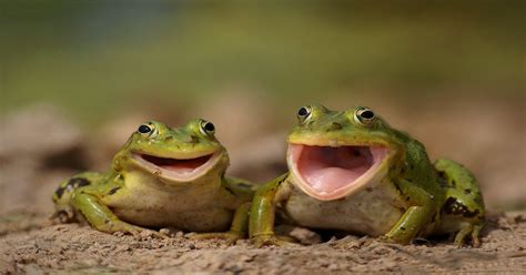 Happy Frogs Aww
