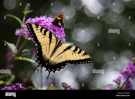 Tiger Swallowtail Pink Butterfly Bush Stock Photo Alamy
