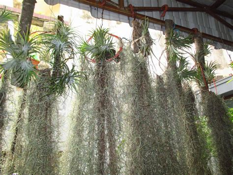 We did not find results for: Garden Chronicles: Airplants and Spanish Moss - Updates.
