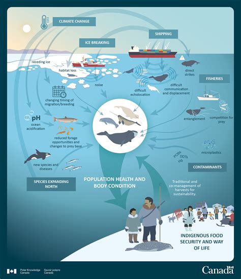 Whale Population And Marine Ecosystem Biodiversity Canadaca