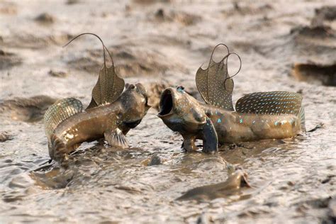 Teasing Times Mudskippers A Fish That Can Live Out Of