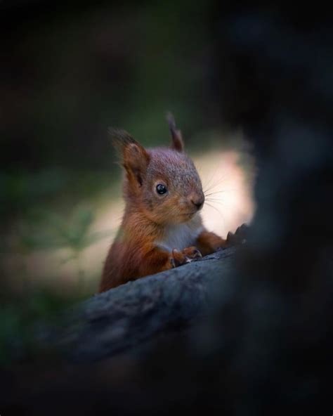How A Wildlife Photographer Rescued Four Baby Red Squirrels