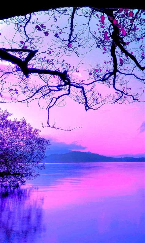Beautiful Purple Sky And Trees With Reflection On Body Of