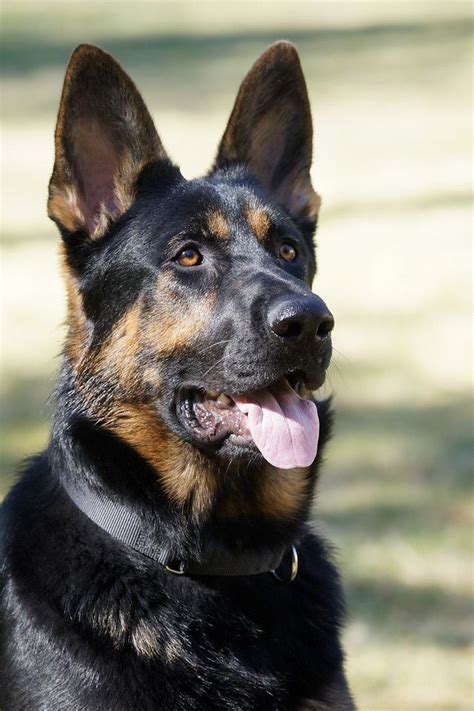 Southeast german shepherd rescue was founded in 2010 to save german shepherd dogs from abuse, abandonment, and high kill shelters. Ryker - German Shepherd Rescue of New England | German ...