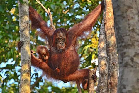 Female Orangutan Orang Utan Borneo Stock Photo Image Of Palms Male