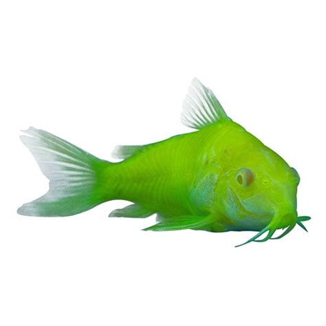 Electric Green Cory Glofish