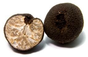 But the pigs have a disadvantage: What Is a Truffle? | LoveToKnow