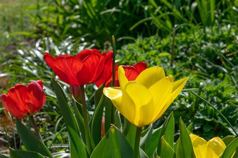 Flower Garden Spring Free Photo On Pixabay Pixabay