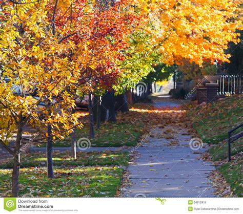 Fall Trees Stock Photo 45917130