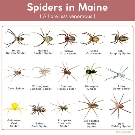 Edderkopper I Maine Liste Med Billeder Market Tay