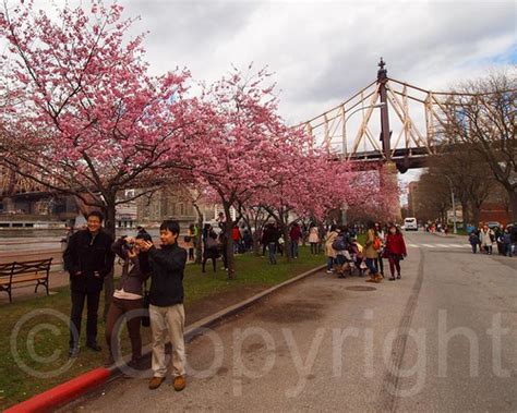Roosevelt Island Cherry Blossom Festival Manhattan Flickr