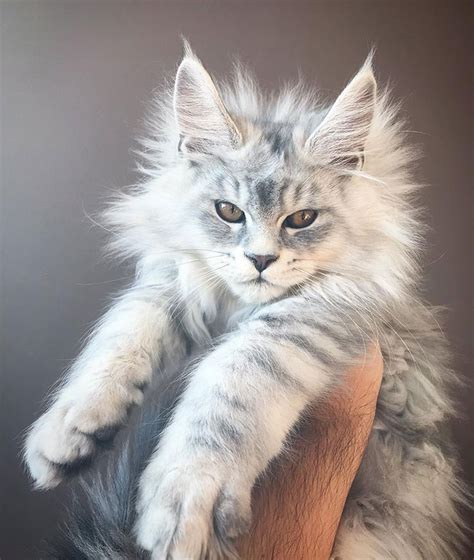 25 Adorable Maine Coon Kittens That Will Grow Into Giant Floofs Catlov