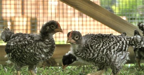Kornerstone Farms Barred Rock Chicks