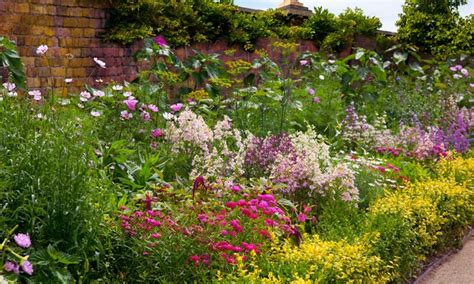 Check spelling or type a new query. Ten Large Perennial Border Plants | Groupon Goods