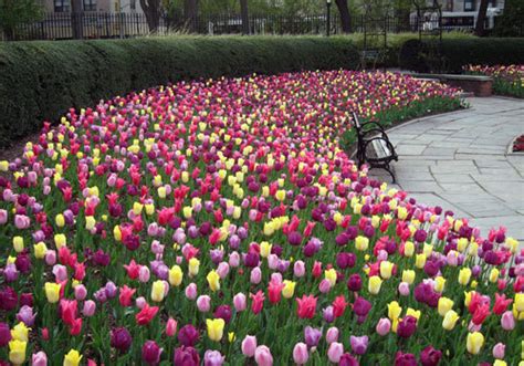 Did you scroll all this way to get facts about olyphant pa? Spring means flowers in Central Park! After a long ...