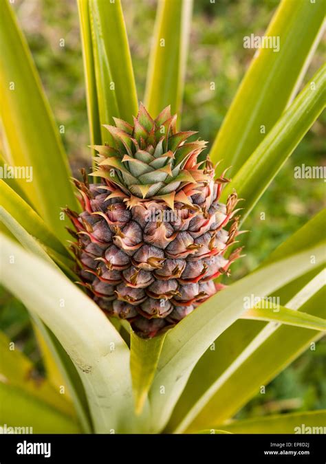 Baby Pineapple In The Bush A Small Pineapple Fruit Grows And Matures