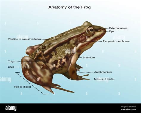 Frog Anatomy Illustration Stock Photo Alamy