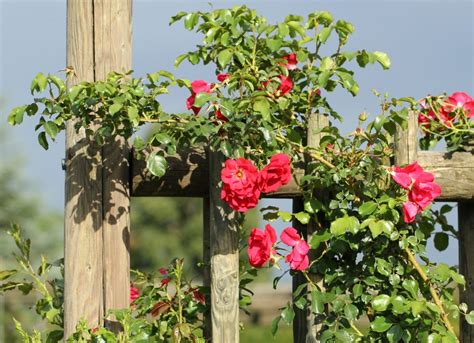 The 8 Best Climbing Roses For Your Garden Trellis Arbor Or Pergola