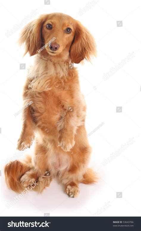 Dachshund Begging Studio Isolated Stock Photo 53643766 Shutterstock