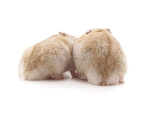 Two Hamster Stock Photo Image Of Orange Shot White 34111332
