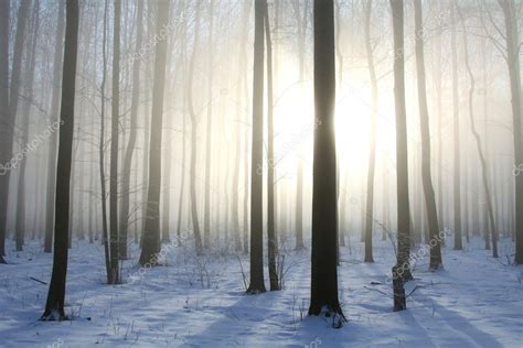 Foggy Winter Forest On A Sunny Morning — Stock Photo © Nature78 4567194