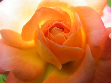 Heart Beat Of A Peachy Pink Rose Photograph By Mary Sedivy Fine Art