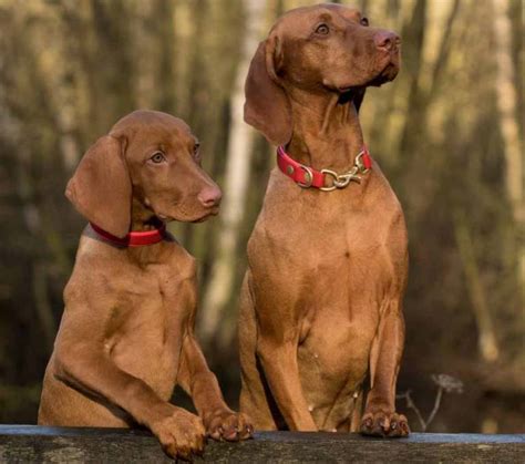 Red Weimaraner Profile Care Facts Traits Health Dogdwell