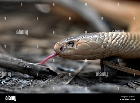 Albino Cobra Monocled Cobra Naja Kaouthia Asian Venomous Snake