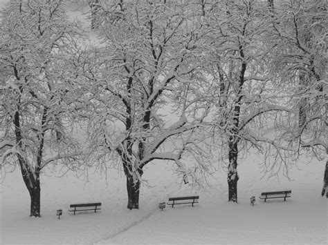 Free Images Landscape Tree Nature Outdoor Branch Snow Cold