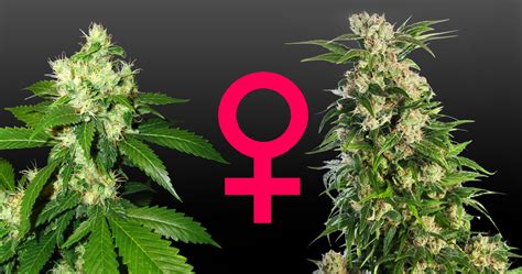 What Are Feminized Cannabis Seeds Weedseedshop