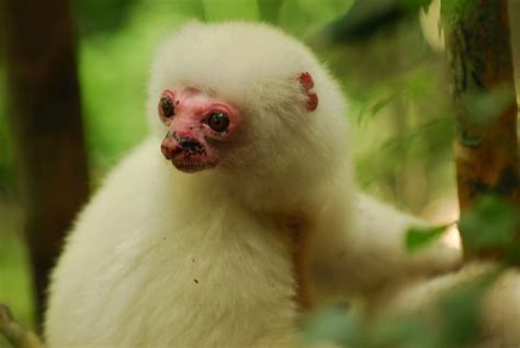 The Atsinanana Rain Forest In Madagascar Is An Important Habitat To At
