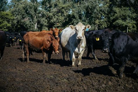 Why Farmers Treat Livestock With Antibiotics Or Hormones