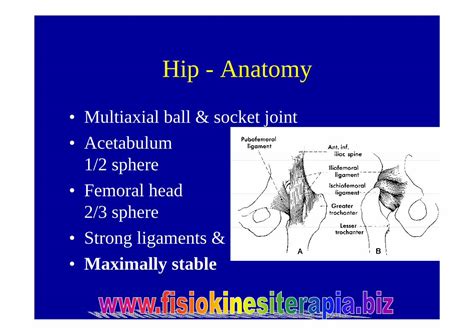 Pdf Hip Anatomy · Hip Anatomy • Multiaxial Ball And Socket Joint