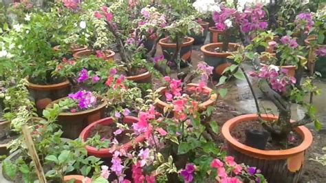 Untuk itu pada kesempatan kali ini tanamanhiasan.com, akan memberikan rekomendasi 6 jenis tanaman hias bunga yang cantik dengan proses perawatan yang mudah. TANAMAN HIAS BUNGA KERTAS ANEKA WARNA - YouTube