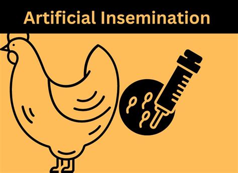 Artificial Insemination In Chickens Information ZPoultry