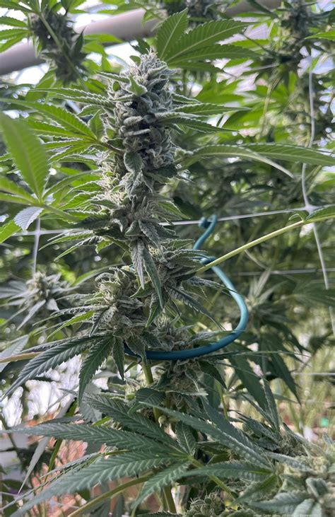 Five months in, New Mexico has more dispensaries per capita than Oregon