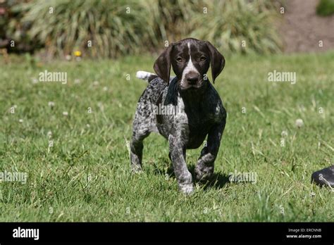 German Shorthaired Pointer Puppy Stock Photo Alamy