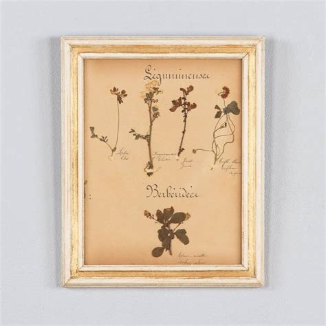 Set Of Six French Frames With Pressed Botanicals Circa 1930s At 1stdibs