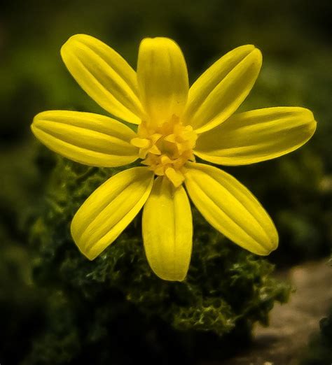 Texas Yellow Wildflower 8 Petals Flowers Forums