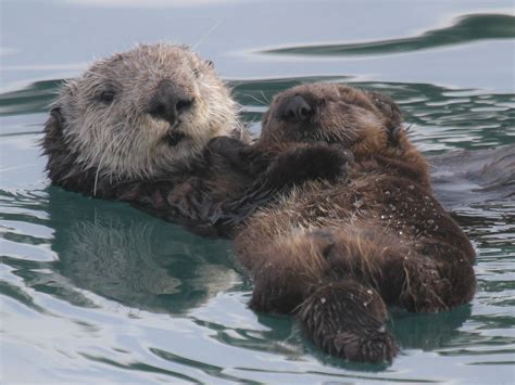 Sea Otter And Young Enhydra Lutris At Morro Bay Harbor 2 Flickr