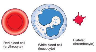 There are a number of different types, each with specific functions. Blood cells - structure and functions - Biology Notes for ...