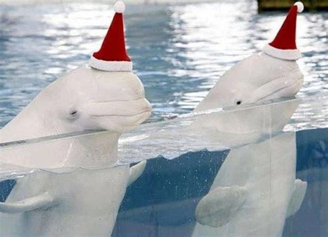 Ten Pictures Of Animals In Santa Hats For Some Festive Cheer