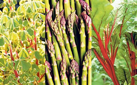 They can be grown here but they prefer cooler climes to really thrive. Perennial Vegetables that Grow Year After Year - 101 Ways ...