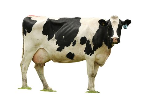 Gambar PNG sapi transparant Background - DIY project craft and graphic